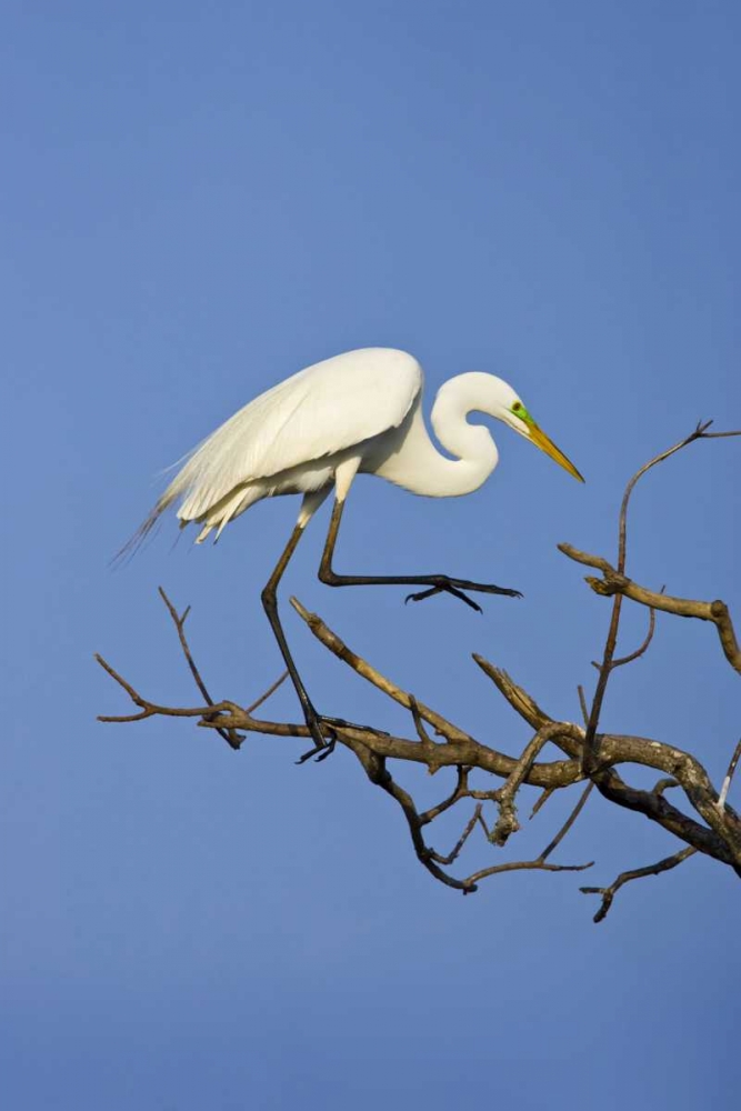 TX, High Island Great egret in breeding plumage art print by Fred Lord for $57.95 CAD